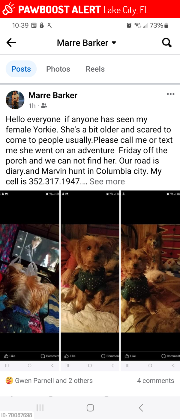 Lost Female Dog last seen Near hwy 47 and 240 area, Lake City, FL 32024