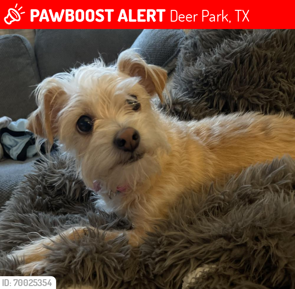 Lost Female Dog last seen San Augustine and Louisiana, Deer Park, Deer Park, TX 77536