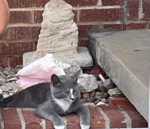 Lost Male Cat last seen Dewey, Oklahoma, Dewey, OK 74029