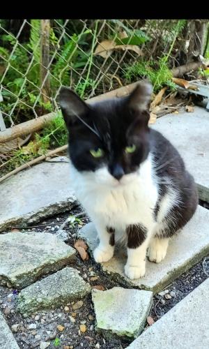 Lost Female Cat last seen Sw 17th Coral gate drive, Miami, FL 33145