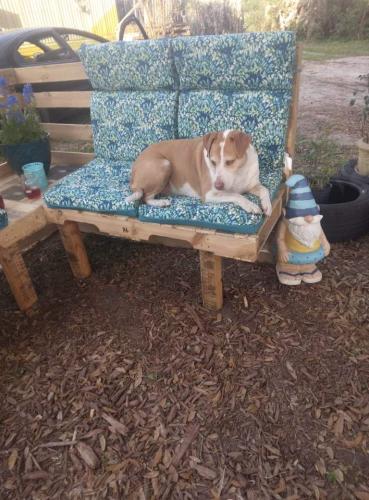 Lost Female Dog last seen County Road 239, Alachua, FL 32615