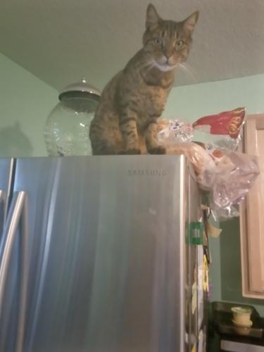 Lost Male Cat last seen South Anthony Blvd , Fort Wayne, IN 46816