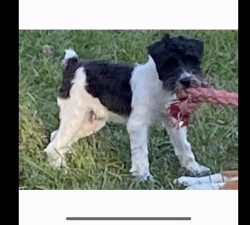 Lost Male Dog last seen Near Laurel hill fl, Laurel Hill, FL 32567
