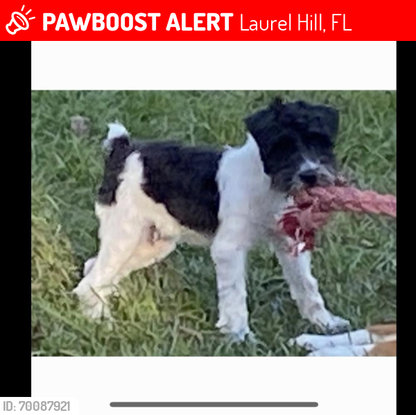 Lost Male Dog last seen Near Laurel hill fl, Laurel Hill, FL 32567