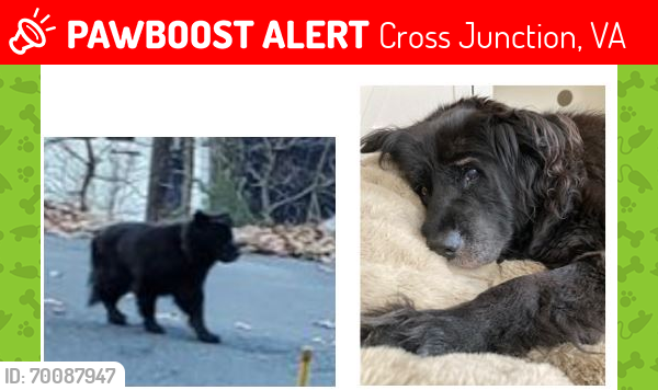 Lost Female Dog last seen Near Lakeview Dr (Lake Holiday), Cross Junction, VA, Cross Junction, VA 22625
