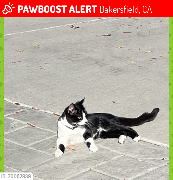 Lost Male Cat last seen Copper Crest , Bakersfield, CA 93306