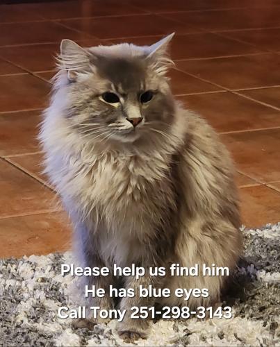 Lost Male Cat last seen Trimmier park  DAUPHIN ISLAND PARKWAY , Mobile, AL 36605