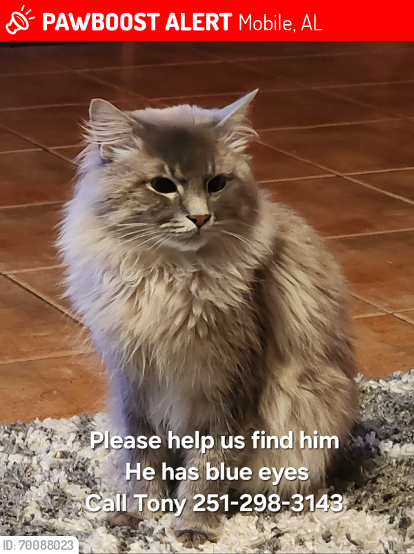 Lost Male Cat last seen Trimmier park  DAUPHIN ISLAND PARKWAY , Mobile, AL 36605