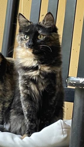 Lost Female Cat last seen Beaverdam Rd, Colbert? Ga 30628, Oglethorpe County, GA 30628