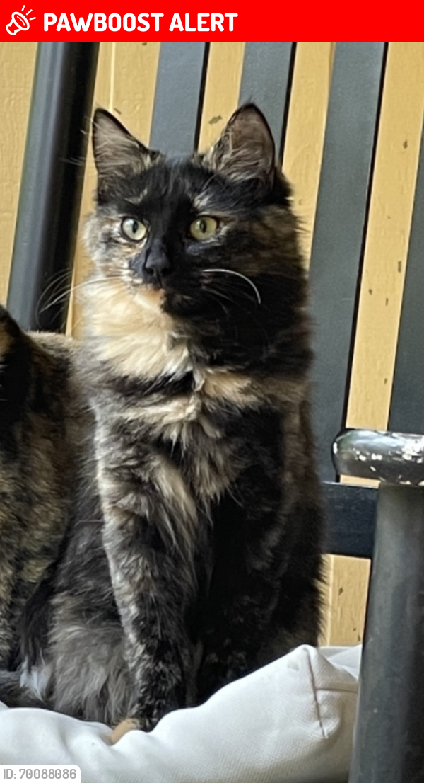 Lost Female Cat last seen Beaverdam Rd, Colbert? Ga 30628, Oglethorpe County, GA 30628
