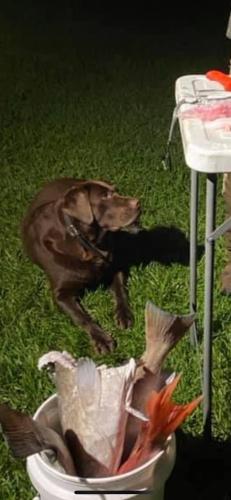 Lost Male Dog last seen Pine hill cemetery , High Springs, FL 32643
