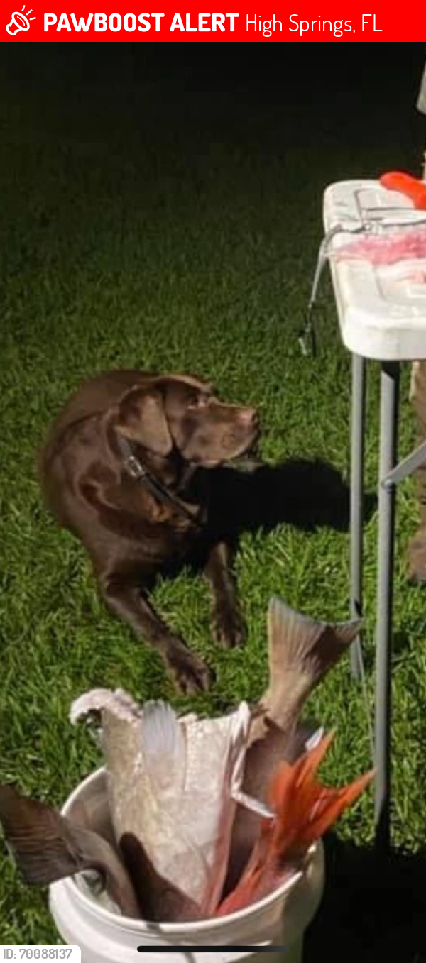 Lost Male Dog last seen Pine hill cemetery , High Springs, FL 32643