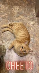 Lost Male Cat last seen Cesar Chavez & Calle Camacho, Coachella, CA 92236