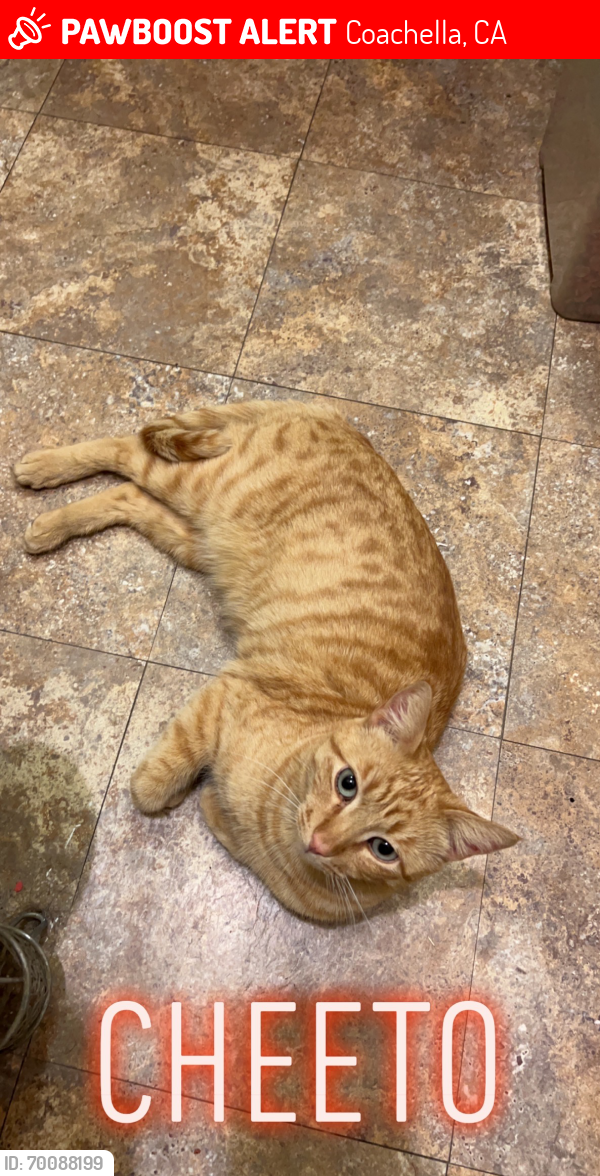 Lost Male Cat last seen Cesar Chavez & Calle Camacho, Coachella, CA 92236