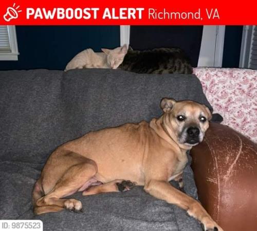 Lost Male Dog last seen en Rd, Henrico County, VA 23230