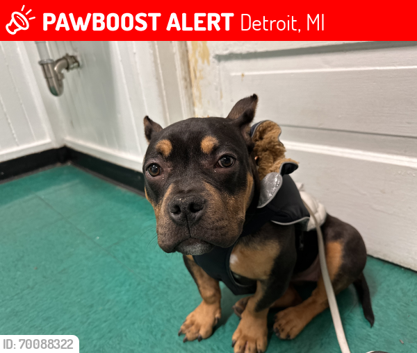 Lost Female Dog last seen Near 28th St, Detroit, MI 48210, Detroit, MI 48210