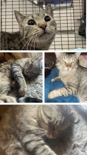Lost Male Cat last seen 44th & Spaulding St, Omaha, NE 68111