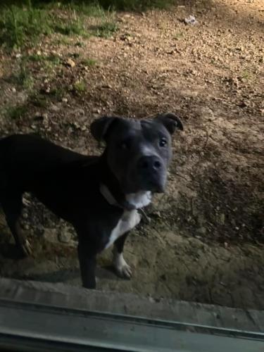 Lost Female Dog last seen Kenefick, Dayton, TX 77535