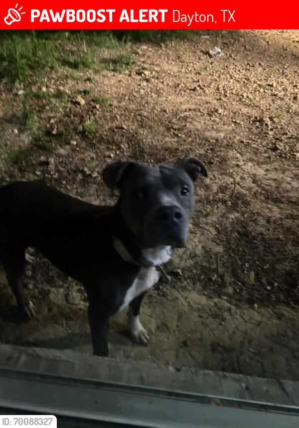 Lost Female Dog last seen Kenefick, Dayton, TX 77535