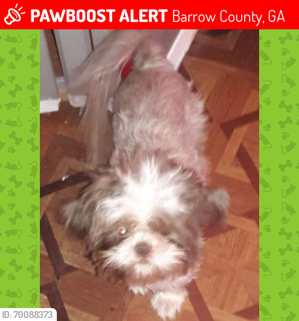 Lost Female Dog last seen Yearwood Rd, Bethlehem, Barrow County, GA 30620