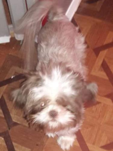 Lost Female Dog last seen Yearwood Rd, Bethlehem, Barrow County, GA 30620