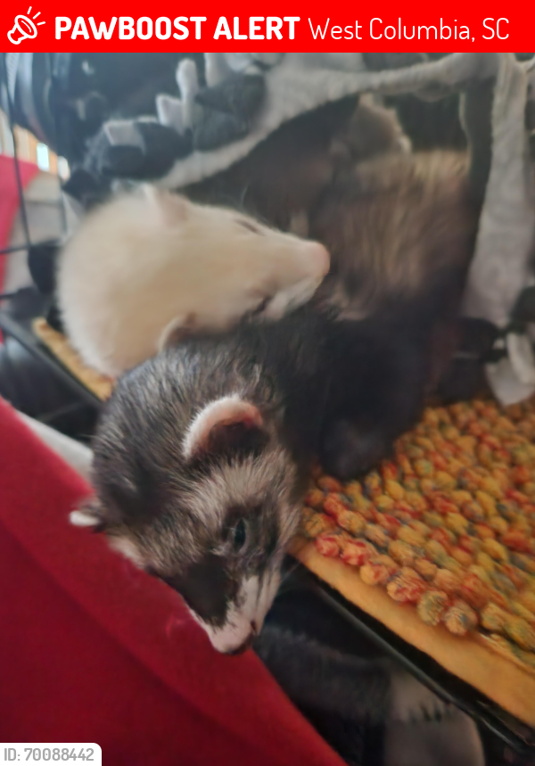 Lost Female Ferret last seen 12th street and Meeting street, West Columbia, SC 29169