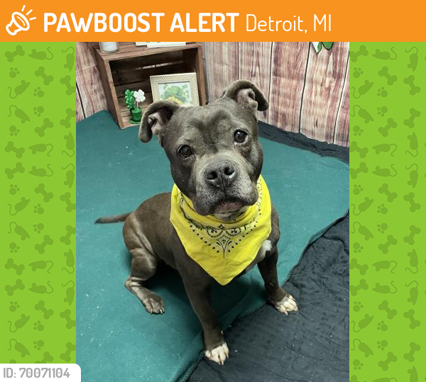 Shelter Stray Female Dog last seen Near BLOCK MOROSS RD, DETROIT, MI 48224, Detroit, MI 48211