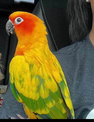 Lost Unknown Bird last seen Hoover/White Rd, Grove City, OH 43123