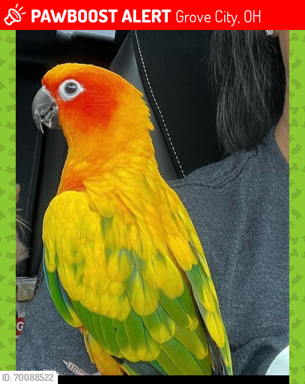 Lost Unknown Bird last seen Hoover/White Rd, Grove City, OH 43123