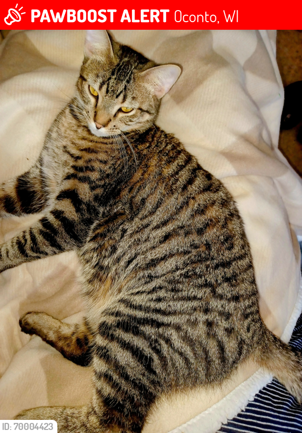 Lost Male Cat last seen Wood Rd and Cty S, Pensaukee River, wetland , Oconto, WI 54153