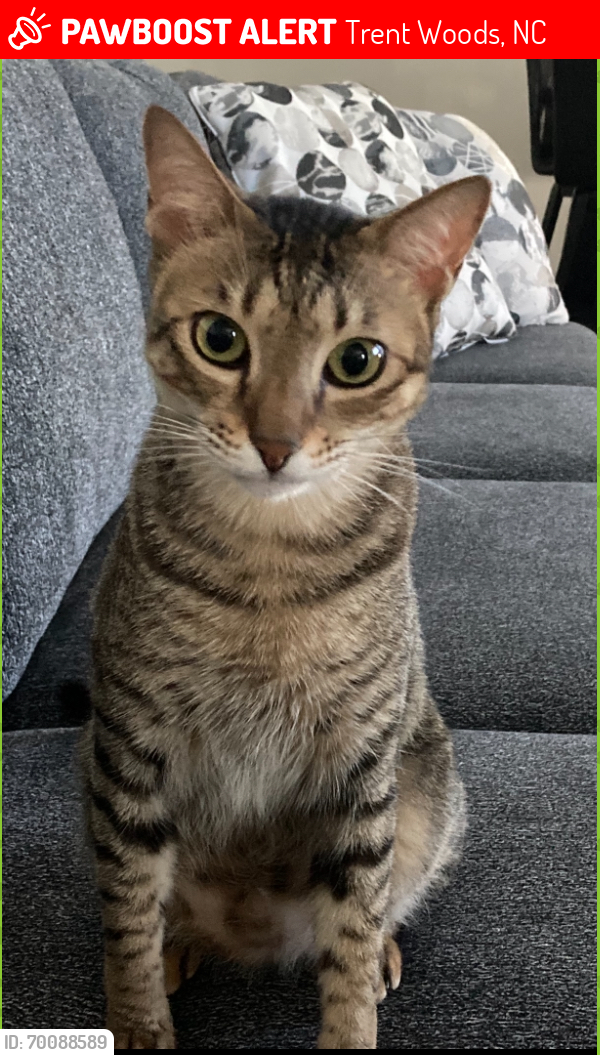 Lost Male Cat last seen Canterbury Rd, Trent Woods, NC 28562