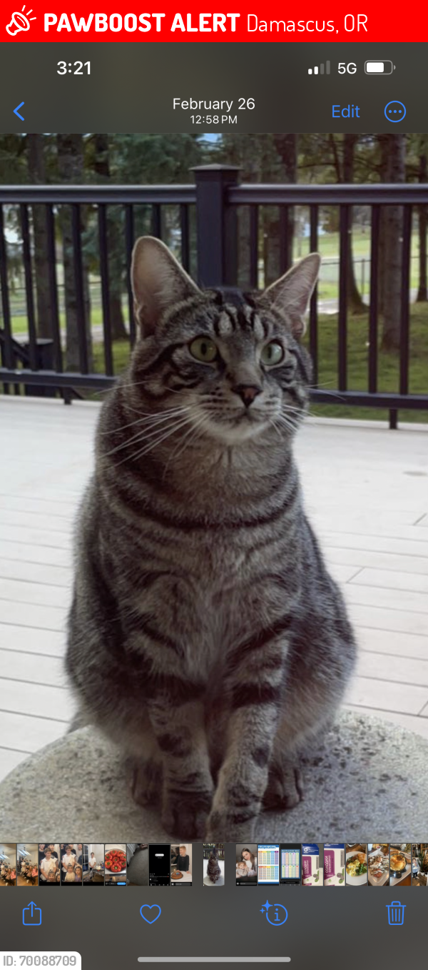 Lost Male Cat last seen Foster hwy 212, Damascus, OR 97089