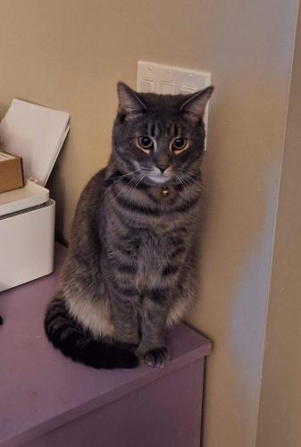 Lost Male Cat last seen Short & W Pine street by Athens Area High School, Athens, PA 18810