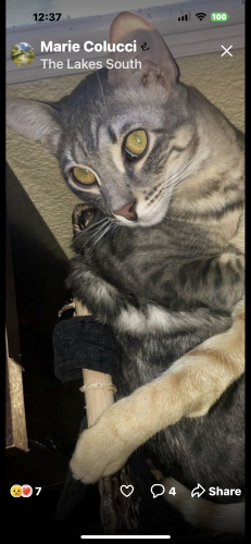 Lost Male Cat last seen Malibu Vista St 89117, Las Vegas, NV 89117