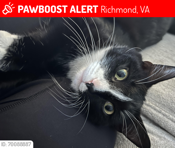 Lost Male Cat last seen Idlebrook Drive near Ridgefield Pkwy. Raintree Neighborhood , Richmond, VA 23238