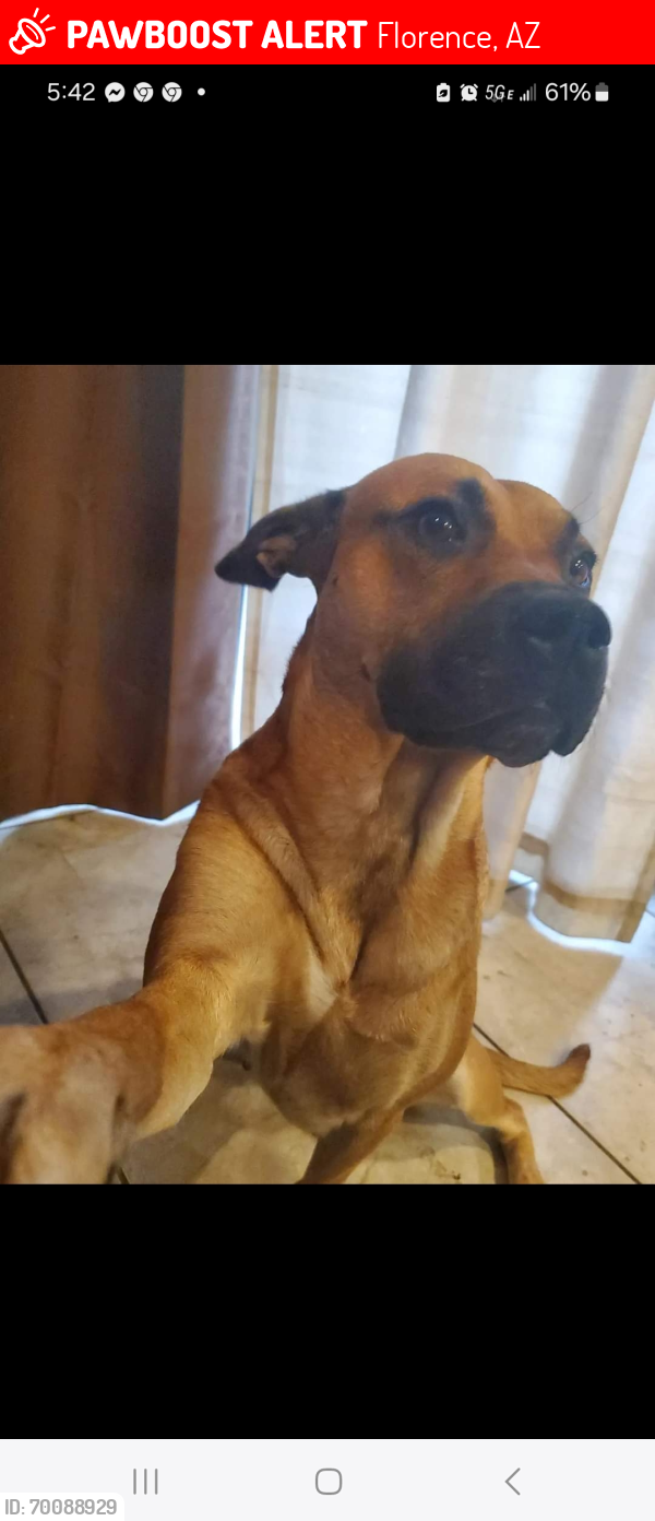 Lost Female Dog last seen American way And Hawthorn drive, Florence, AZ 85132