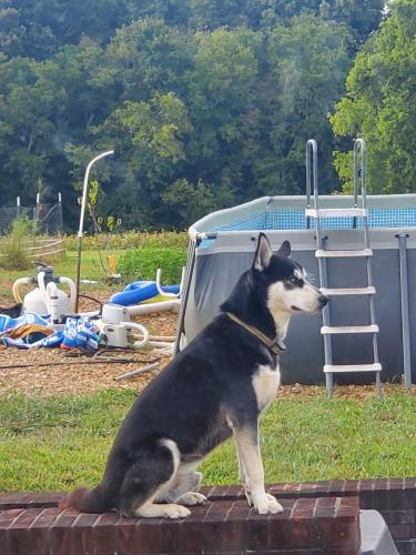 Lost Male Dog last seen 64/ Haley Rd, Bedford County, TN 37183