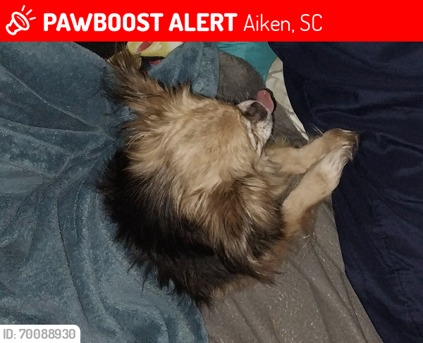 Lost Female Dog last seen town creek rd. first hse to right when turning on plantation drive, Aiken, SC 29803