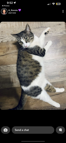 Lost Female Cat last seen Off Strickland Road , Hall County, GA 30542