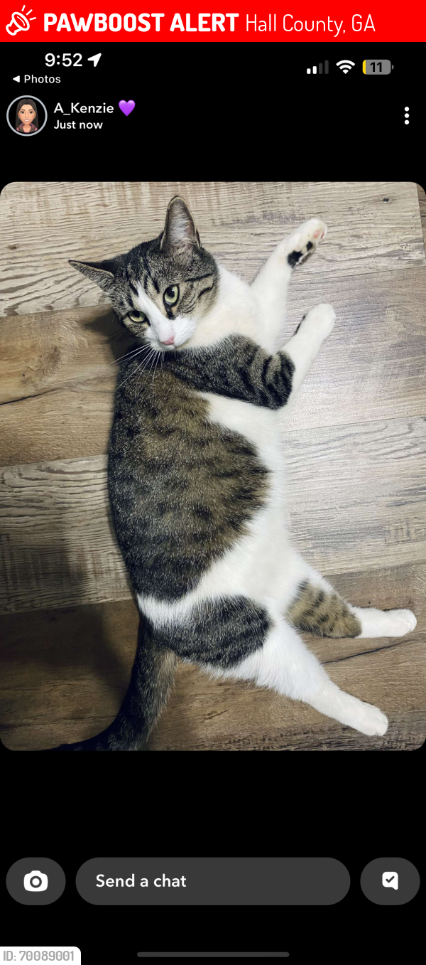 Lost Female Cat last seen Off Strickland Road , Hall County, GA 30542