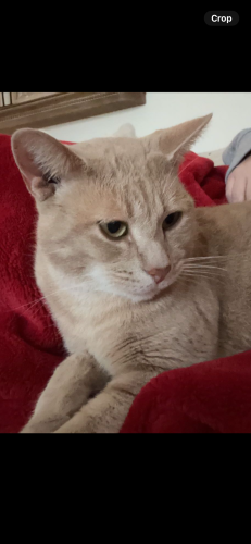 Lost Male Cat last seen Off Strickland Rd , Hall County, GA 30542