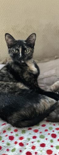 Lost Female Cat last seen King and Covert Rd by West Suburban Vet, Sylvania Township, OH 43617