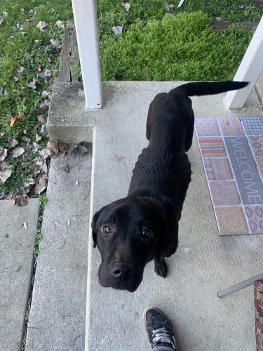 Found/Stray Male Dog last seen he was wandering around sciotto s, Columbus, OH 43223