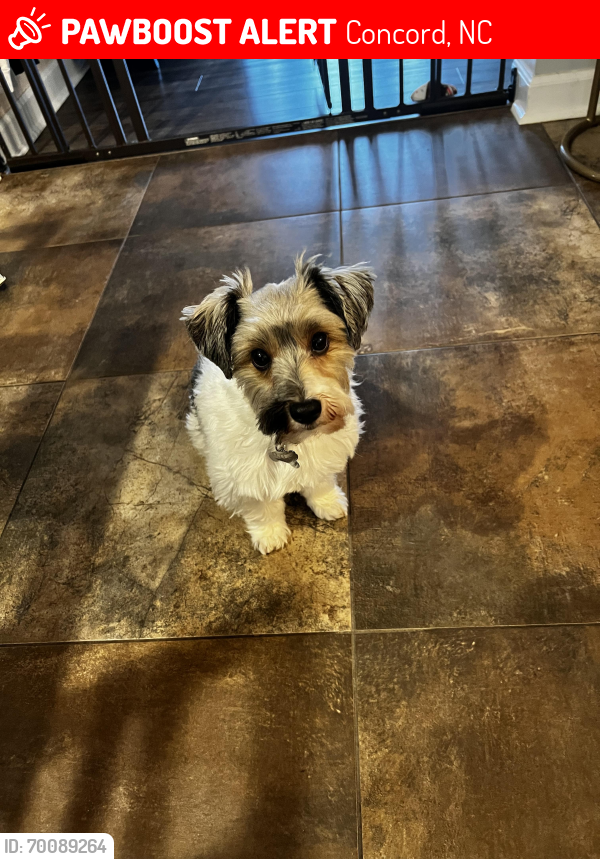 Lost Male Dog last seen Old South Neighborhood , Concord, NC 28027