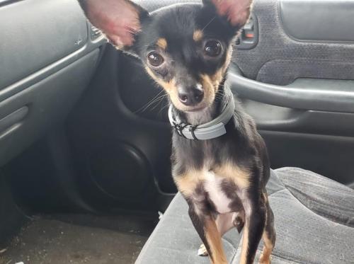 Lost Male Dog last seen High st and Jefferson st, jackson ms, Jackson, MS 39202
