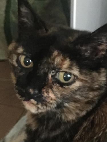 Lost Female Cat last seen Seaside street, Santa Cruz, CA 95060