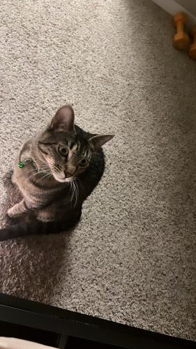 Lost Male Cat last seen Near Offenhauser Dr, Sparks, NV 89431