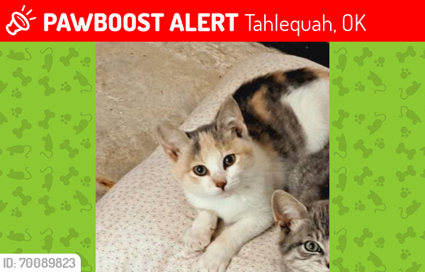 Lost Female Cat last seen NSU University Tahlequah OK, Tahlequah, OK 74464