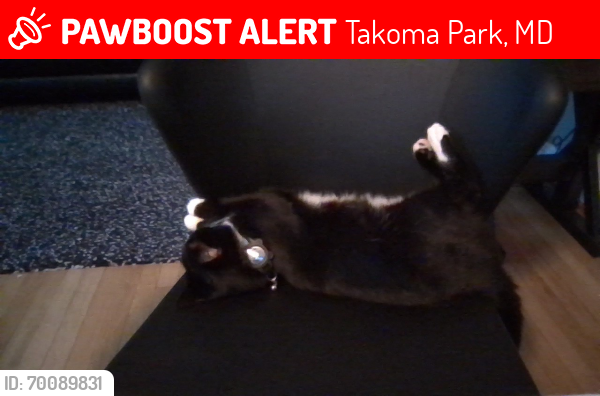 Lost Male Cat last seen Near eleven , Takoma Park, MD 20912
