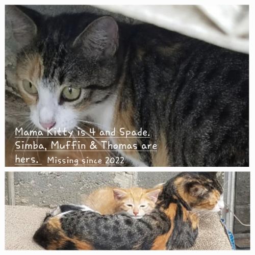 Lost Female Cat last seen Dover St, Mississippi St, Mobile, AL 36618
